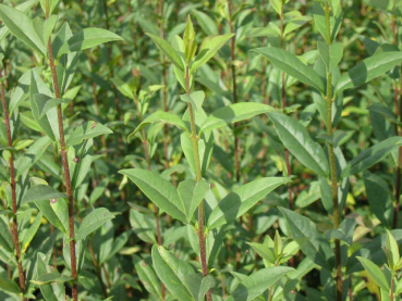 Ligustrum vulgare "Atrovirens" - (Wintergrüner Liguster),